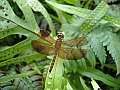 dragonfly2.png