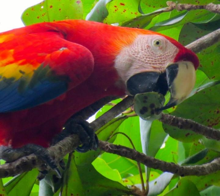 Scarlet Macaw Credit Kevin Lafferty