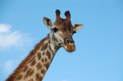 south_africa_giraffe_wild_238673.jpg