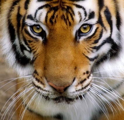 tiger_avatar_03_hd_pictures_169017.jpg