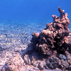 Photograph of Bleached Coral Reef