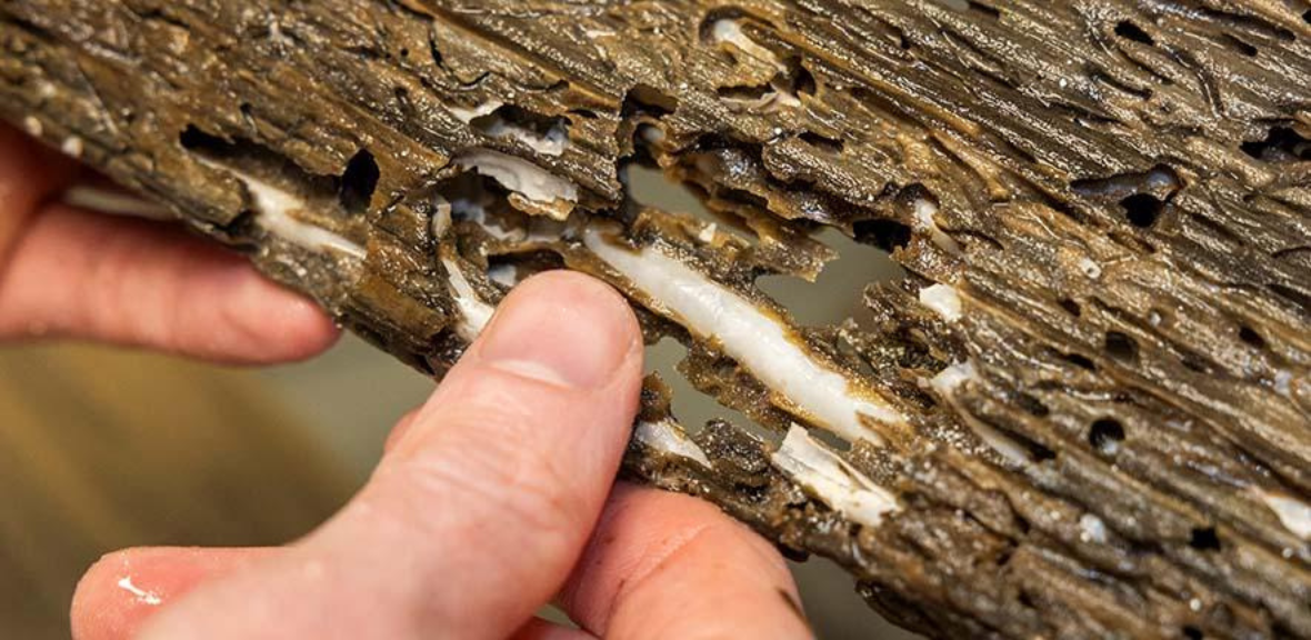Person's hands prying open wet wood to show 'Naked clams' inside the structure